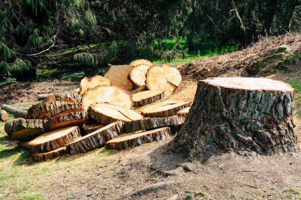 How Our Tree Care Process Works  in  Eagle, CO